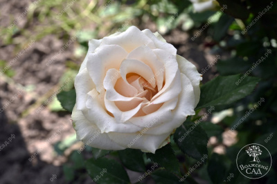 Роза Талея (ч.-гибрид, белый)