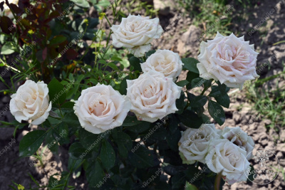 Роза Талея (ч.-гибрид, белый)