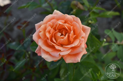 Роза Памкин патч (флориб, оранж)