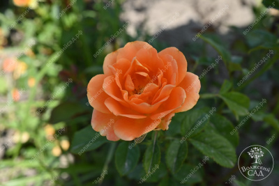 Роза Памкин патч (флориб, оранж)