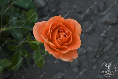 Роза Памкин патч (флориб, оранж)