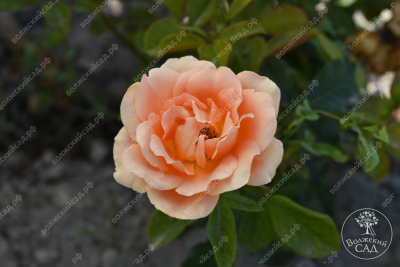 Роза Памкин патч (флориб, оранж)