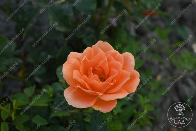 Роза Памкин патч (флориб, оранж)