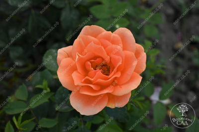 Роза Памкин патч (флориб, оранж)