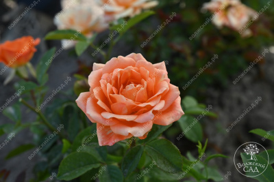 Роза Памкин патч (флориб, оранж)