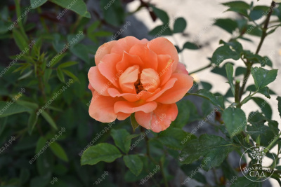 Роза Памкин патч (флориб, оранж)