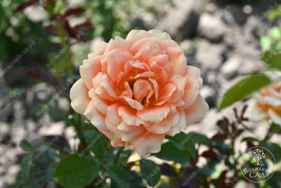 Роза Памкин патч (флориб, оранж)