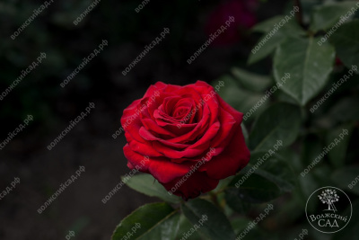 Роза Фридом (ч.-гибрид, красн)