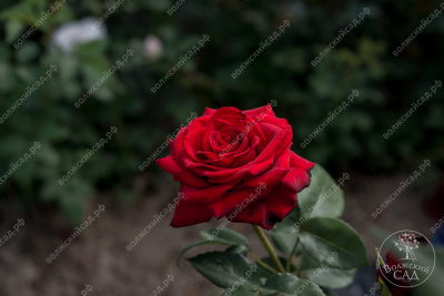 Роза Фридом (ч.-гибрид, красн)