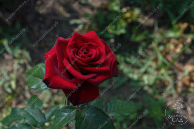 Роза Черная магия (ч.-гибрид., темно-борд)