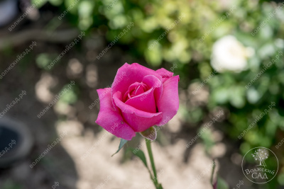 Роза Эйфелева башня (ч.-гибрид, розов)