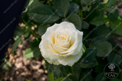 Роза Аваланч (ч.-гибрид, белая)