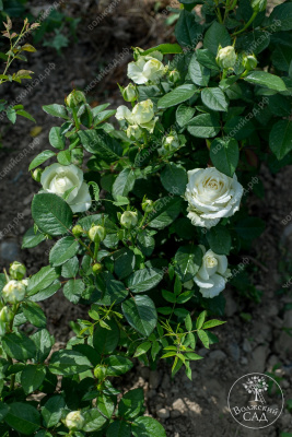 Роза Аваланч (ч.-гибрид, белая)