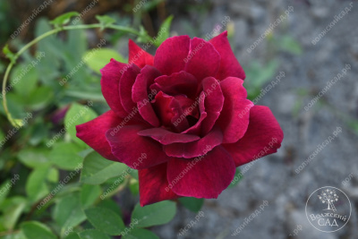 Роза Алматинская (ч.-гибрид,бордов)