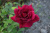 Роза Алматинская (ч.-гибрид,бордов)