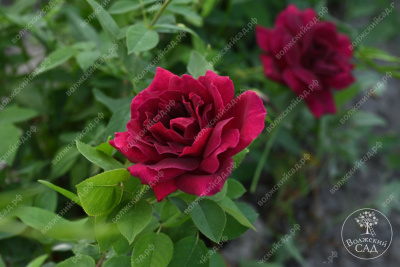 Роза Алматинская (ч.-гибрид,бордов)