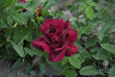 Роза Алматинская (ч.-гибрид,бордов)