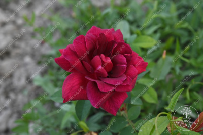 Роза Алматинская (ч.-гибрид,бордов)