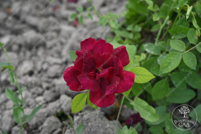 Роза Алматинская (ч.-гибрид,бордов)