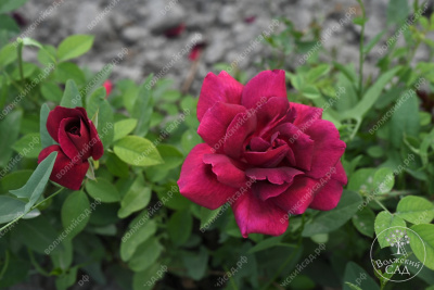 Роза Алматинская (ч.-гибрид,бордов)