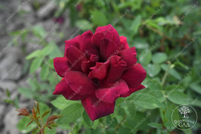 Роза Алматинская (ч.-гибрид,бордов)