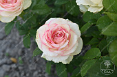 Роза Белла Вита (ч.-гибрид, белый,розовый)