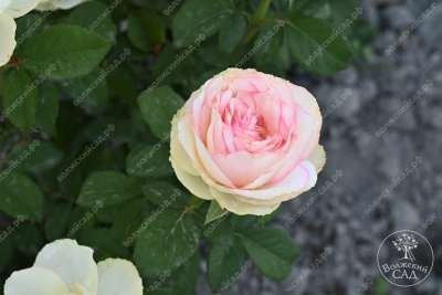 Роза Белла Вита (ч.-гибрид, белый,розовый)