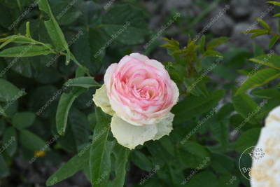 Роза Белла Вита (ч.-гибрид, белый,розовый)