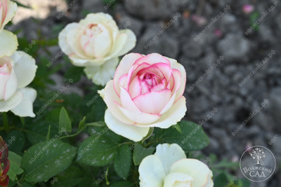 Роза Белла Вита (ч.-гибрид, белый,розовый)