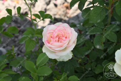 Роза Белла Вита (ч.-гибрид, белый,розовый)