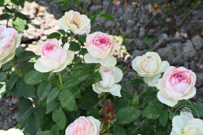 Роза Белла Вита (ч.-гибрид, белый,розовый)