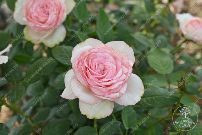 Роза Бидермейер Гарден (ч-гибрид, крем) н