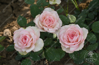 Роза Бидермейер Гарден (ч-гибрид, крем) н