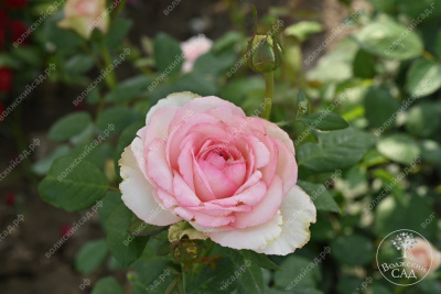 Роза Бидермейер Гарден (ч-гибрид, крем) н