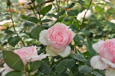 Роза Бидермейер Гарден (ч-гибрид, крем) н