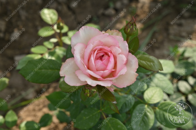 Роза Бидермейер Гарден (ч-гибрид, крем) н