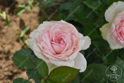 Роза Бидермейер Гарден (ч-гибрид, крем) н