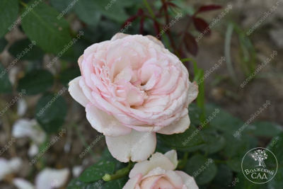 Роза Бидермейер Гарден (ч-гибрид, крем) н