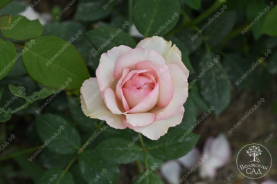 Роза Бидермейер Гарден (ч-гибрид, крем) н