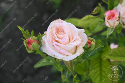 Роза Вип Нью Мисс (ч-гибрид,розов) н