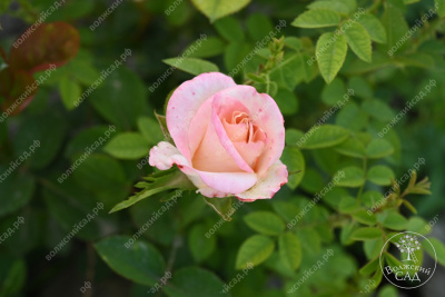 Роза Вип Нью Мисс (ч-гибрид,розов) н