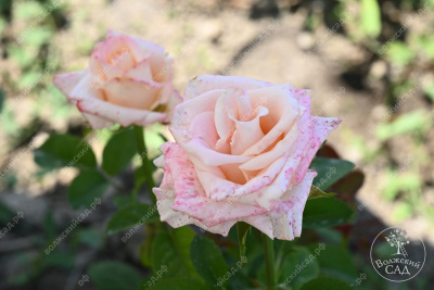 Роза Вип Нью Мисс (ч-гибрид,розов) н