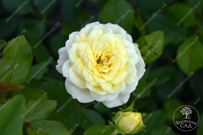 Роза Голден Мейландина (ч-гибрид,желтый) н