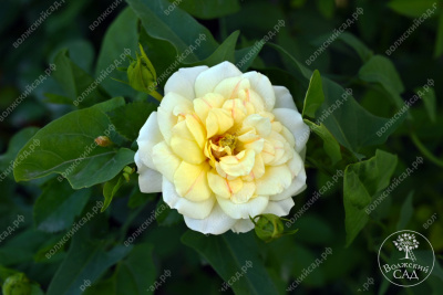 Роза Голден Мейландина (ч-гибрид,желтый) н