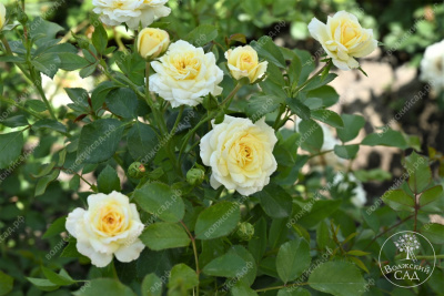 Роза Голден Мейландина (ч-гибрид,желтый) н