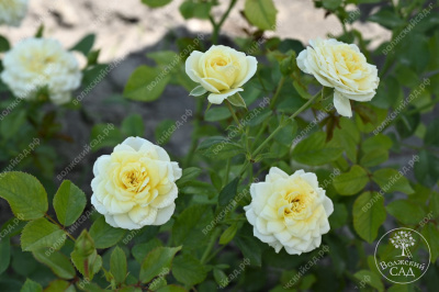 Роза Голден Мейландина (ч-гибрид,желтый) н