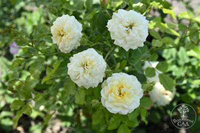 Роза Голден Мейландина (ч-гибрид,желтый) н