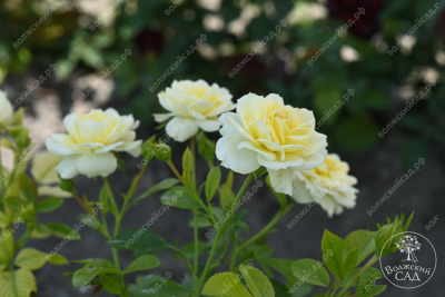 Роза Голден Мейландина (ч-гибрид,желтый) н