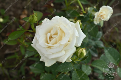 Роза Дельфи (ч-гибрид,белый) н