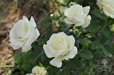 Роза Дельфи (ч-гибрид,белый) н